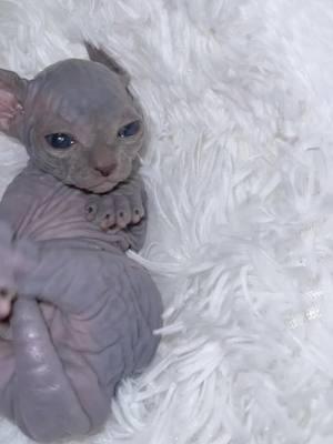 Blue a favortive sphynx color  #cattery #sphynxcattery #sphynx #sphynxcat #hairlesscat #sphynxaddiction #animalsoftiktok #viral #fyp #ca #az #utah #orlando #la #losangeles #cat #pet #PetsOfTikTok #sunday #tx #nyc 