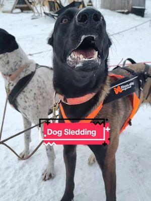 Zooming around in the woods with customers from Florida today. It was 25F but they were cold! Uffda. Sissy has been naughty lately so I had to hook her up with the old dogs. They were happy to get out today too. Oly - Odie Skid - Baoya Tesla - Sissy Poison - Winger  #workingdog #mushing #onlyinmn #mn #dogsledding #alaskanhusky #belgianmalinois #malinois #endurancekennels #sleddogtiktok #nonstopdogwear 