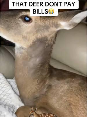 #stitch with @🦌DEERMAN🦌 😭#fyp #foryou #deer #relatable #viral #BlackTikTok #reaction #yapping #hoodvideos #crazyvideos #funnymoments #2025 #florida #bagepic #funnyvideo #pets 