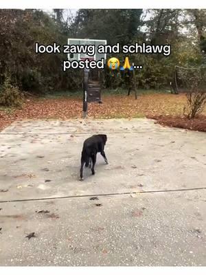 rip zawg. watched for years and it is truly sad to see zawg go- hope the owners are doing okay. we love you zawg and schlawg! #zawg #schlawg #zawgandschlawg #goodbye @Zawg&Schlawg 