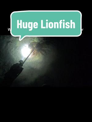 Two hands on the polespear for the big boys 🤣  #lionfish#lionfishextermination#lionfishhunting#invasive#invasivespecies#florida#floridakeys#keywest#nightdive#spearfishing#polespear#scubadiving#zookeeper#lionfishslayer#invasivespeciesawareness#invasivespeciesmanagement  @ZooKeeper 