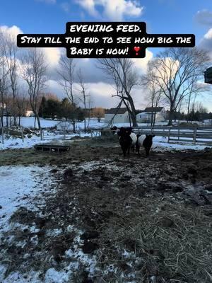 Feed some cattle with me tonight. *the flag is only to make noise- so they don’t trample me for the grain bucket. 😅* #teamdoublek #mainefarms #cattlefarm #beltedgalloway #babycows #familyfarms 