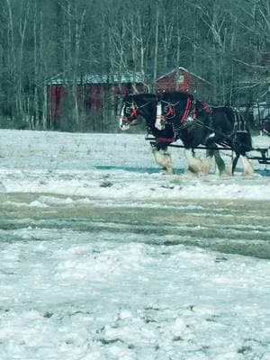 Snow Day Rides! 1/26/2025 #americanhistory #snow #horsesoftiktok #clydesdale #shirehorse #drafthorse #carriagehorse 