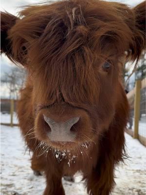 ☃️❄️ little snow mustache on Miss Annabella  #NJ #highlandcows #highlandcowsoftiktok #newjersey #highlandcow 