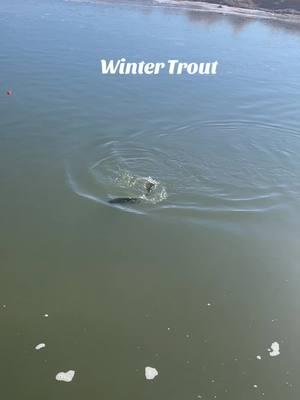 Fishing the Frog Water #wintertrout #flyfishing #fishhabit #winterflyfishing #riverfishing #frogwater #onthefly #rainbowtrout 