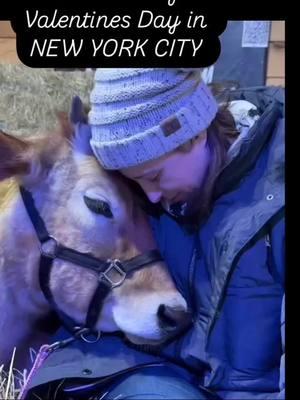 Cuddle Cows in New York City Celebrate love 💕 this February with a one-of-a-kind experience for the cow lover in your life! Join Riverdale Stables with Knowhere Farm for Cow Cuddles featuring Moo and Herbie, two of our lovable cuddle cows, who will add magic to your celebration of love 💕.In partnership with Riverdale Stables, we’re offering a limited number of cuddle sessions in honor of Valentine’s Day. This is the perfect place to escape the city into nature without the hassle of actually leaving the city.  #CowCuddles #FarmExperience #RiverdaleStablesEvents #CuddleWithCows #OutdoorActivities #CityMeetsFarmLife #CowTherapy #UrbanFarmAdventures #FarmAnimals #UniqueExperience #RelaxWithCows #FarmDayOut  #CowHugs #RiverdaleFarmExperience #FarmLifeInTheCity #AnimalTherapy #CowLove #PettingZoo #Nature #CityFarmEscape #RiverdaleAdventures #FarmTherapy #NYC #NewYorkCity #NewYorkCityParks #ValentinesDay #PetACow #Longisland #CowsInNYC 