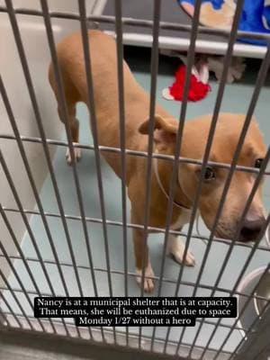 Go follow Volunteers for Houston Shelter Pets for more information on Nancy! 🩷 #euthanasia #euthanized #animalshelter #animaladvocate #animalcrisis #fyp #viral #2025 #trendingvideo #urgente #texas #houstontexas 