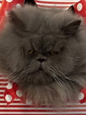 #CapCut #apt #cat #cats #dance #cute #kitten #animals #catsong #meow #ragnarthepersian #catsoftiktok #PetsOfTikTok #persiancatsoftiktok #catlover #funnycats 