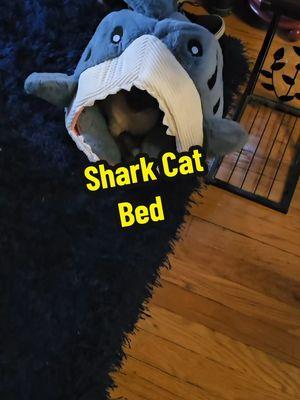 I got it thinking I could coax her into with some catnip or something but she went RIGHT to it.  #catfurniture #sharkhead #smalldogbed #catsupplies  #puffinellavonotterbee #sharkcat  #purchasedwithvoucher #snowballpet #cathouse 