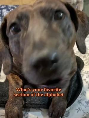 Molly and Olive favorite section of the alphabet? #molly #olive #dogsoftiktok  #dogtok #cutepets #silly #funny #joke #springador #seniordog #fypシ  #cute #mollyolive #dog #doggo #creatorsearchinsights #hi 