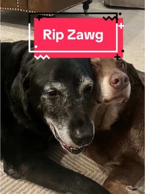 You will be missed @Zawg&Schlawg I’m so sorry 😞#rip #loss #flyhigh #sad #zawgandschlawg #zawg 