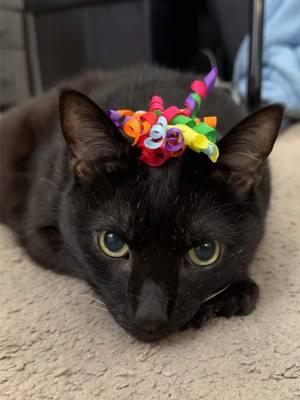 Meowmy thought it would be cute to make me look "more festive" while purring, since it's our birthday weekend.  I hope you enjoy my "pawty purrs!" 🎉😹 #happycat #purr #purrmachine #purring #happykitty #purrpurrpurr