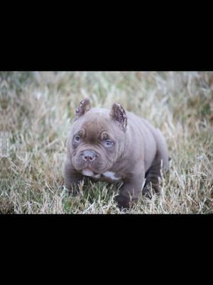 It’s more than just throwing 2 dogs together, consistency is what they strive for and to think all but 1 are females. Financing is a available #microbullypup #microbully #microbulliesofinstagram #devilspitblood #microbullies #americanbullylover #americanbully #pocketbullypuppy #pocketbulliesofinstagram 