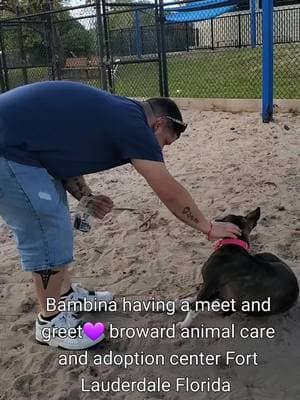 sweet Bambina for adoption! adoptions are free the shelter is full!!! Broward Animal Care and Adoption Center Fort Lauderdale Florida #fosteringsaveslives #southflorida #bullybreedsoftiktok #shelterdog #rescueismyfavoritebreed #volunteer #adoptdontshop #bullybreeds #browardcounty #shelterdogsoftiktok 