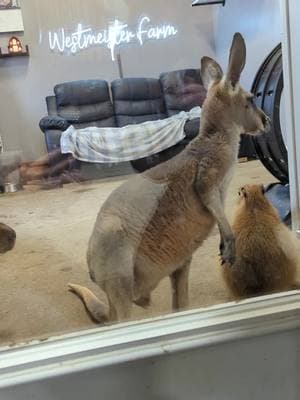 Crüe just wants to go exploring!  #WestmeisterFarm #Ohio #Crüe  #BestDayEver #ShelbyOhio #ExoticAnimalEncounter #Kangaroo #RedKangaroo #Joey #BabyKangaroo 