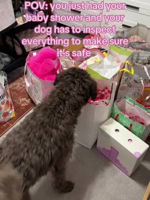 Big brother just doing his duties before sissy makes her arrival 💗 #fyp #babyshower #babygirl #firsttimemom #nesting #babyshowerideas #babyshowergames #babyshowergift #babyshowerhaul #microinfluencer #10k #dogsoftiktok #dogsoftiktokviral 