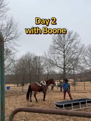 He’ll be a fun one! P.s. I know I’ll get some comments about riding martingales with a shanked bit.. well, “Different ways to skin a cat” if ya don’t like this way, just watch the video and scroll 😎 #cowboy #projecthorse #newhorse #younghorse #training #day2 #progress #ranching #fyp 