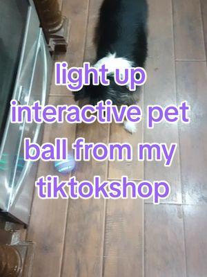 light up interactive Pet ball #TikTokShop  #interactivepetball #petbobi  @Petbobi 