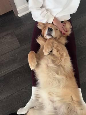 love, food, & water  #goldenretriever #goldenretrieverlife #dogtok #dogsoftiktok #goldenretrieverpuppy #dogmom #teenagedog #cutegoldenretriever #chicago #dog #charliethegolden 