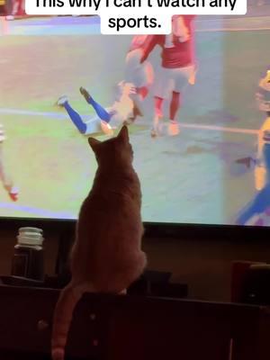 Sports Cat! #joshuanovy #TikTokCreator #sportcat #catdad #chiefsvsbills #nfl 