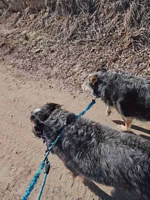 gotta put them on the leash to go but they'll keep up or go faster than me, so leashes it is. #blueheeler #cowdog #beautifulday #sunshine #sweaterweather #walkies #exercise #workout #dogwalkies ##mentalhealthwalk #tistheseason 