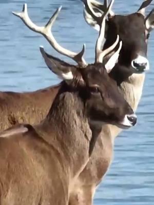 White-lipped deer, a unique Chinese species under first-class national protection, were captured wandering in Lhasa River in Lhasa of southwest China's Xizang. #wonderfulChina #amazingChina #travelinChina #deer #protection #southwestChina #XizangAutonomousRegion #Lhasa