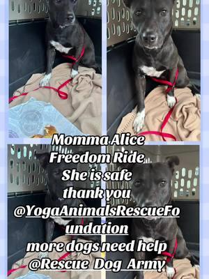 thank you @Yoga Animals Rescue Foundation @Rescue Dog Army #freedomride #SaveThemAll #rescue #adopt #foster #rescuedogstory #happy #day