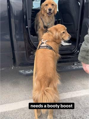 But he has no problem jumping up onto my bed every morning 😅 #bootyboost #goldenretriever #dogs #funnydogs #funnydogvideos #sillydog 