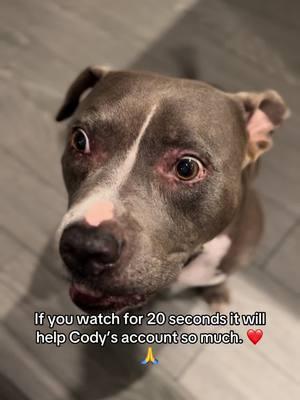 Do you home cook for your dog?  . . . #homecookeddogfood #dogfood #foodislife #Foodie #pitbull #codythebluenose #dogsoftiktok #tiktokdogs 