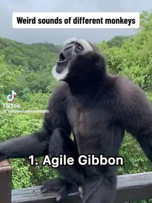 #monkey #jungle #baboon #nature #gibbon #sounds #trasiq 