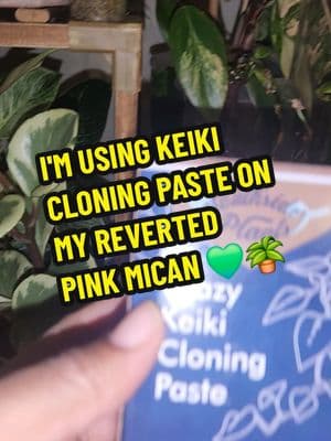 Keiki Cloning Paste is working 💪🏽 so I  decided to use it on my reverted Pink Mican #keikicloningpaste #revertedpinkmican #pinkmicans #plants #PlantTok #plantsoftiktok #plantlover #plantaddict #plantlady #planttherapy #plantmom #plantenthusiast #contentcreator #greengardenbunches #thezubigarden #mamaafrica #coconutoilandlocs #trending #fyp 