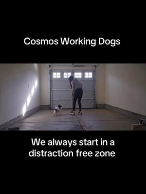 #cosmosworkingdogs #massfollowing🔥🔥 #papillondog #tinyservicedog #papillonsoftiktok #ServiceDogsInTraining #puppiesoftiktok #cutepuppy #papillon #ChangingLives 