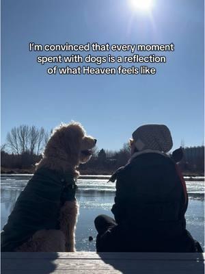 Dogs are angels 🥹 #doglover #goldendoodle #heavenonearth 