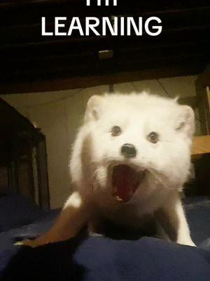 It’s Official, Aku is learning how to high five 🦊🙌🦊 #fox #arcticfox #fy #fyp #floof #blakelively #whatdoesthefoxsay #exoticpets 