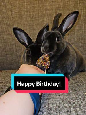 Today is a bittersweet day! The twins turned 4 and it is Baloo's first heavenly birthday!  #fypシ #rabbit #bunny #houserabbit #rescuerabbitsrock #freeroambunny #birthday #heavenlybirthday #petloss #grief 