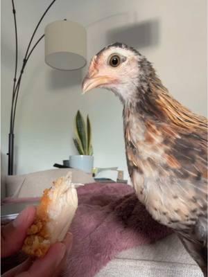 Here’s the Hei Hei update yall have been asking for 😂 #chciken #babychick #rescue #animals #funny #heihei #heiheithechicken 