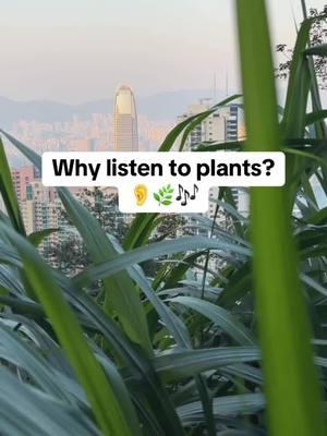 Why listen to plants? Plant music reflects a plant’s moment-to-moment activities. It naturally draws our attention to the “now”. The gentle evolving nature of the music contrasts with the fast pace of daily life. It invites listeners to align their thoughts and movements with the plant’s slower rhythms. By enhancing the rhythms of plants, PlantWave deepens our sense of connection to the natural world. Feelings of presence and connection are associated with stress reduction, increased creativity, clarity and openness. How do you feel when listening? #plantwave #plantmusic #natureasmr #findingmypeace #nature #hike #travel 