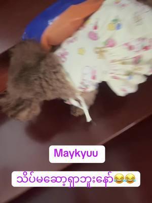 #iloveu #maykyu #petlovers #poodlelover #puppylove #pet #puppytiktok #fashion 