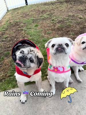 The RAIN 🌧️ Is Here Woot! 🩵💦🩵💦🩵💦🩵💦🩵☔️ #nomorefires                                     #socalfires #rain #pugs #surfgidgetthepug #surfpug #pets #puglife 