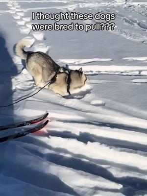 The two options are roll around or pull in the wrong direction to sniff a bush 🌳❄️ #siberianhusky #huskylife #skijoring 