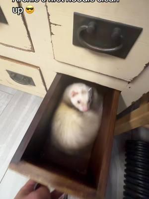 #lolanrita #ferretcommunity #ferretadoption #cuteanimals #drawerreveal #babyanimals 