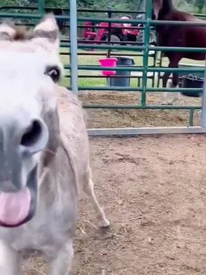 Funny donkey 😂#funny #donkey #funnydonkey #funnyanimals #funnytiktok #foryou 