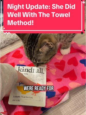 Night update: she did SO well with the towel method; both kitties did! Not captured was the bby’s excitement to smell the towel and for the treat! ☺️ thanks to everyone who joined my live today also! 🩷 #catdistributionsystem #catdistributionsystemoftiktok #update #catsoftiktok #adoptdontshop🐾 #emotionalsupportanimal #emotionalsupportcat #emotionalsupportcats #catmom #audhdcatmom #towelmethod #introducingcats 