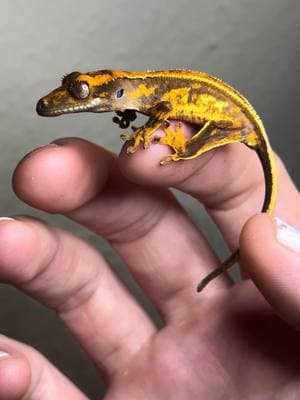 this one is going to be insane! “Mendez” is available at rhacnroll.com 👀🦎#crestedgecko #crestedgeckos #cresties #crestedgeckosoftiktok  #gecko #geckos #geckosoftiktok  #rhacnroll #correlophusciliatus #reptile #reptiles #reptileexpo #reptilekeeper #reptilelove #reptilelover #reptilesoftiktok  #reptilebreeder #newcaledoniagecko 