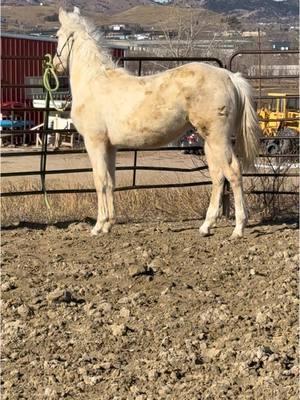 Some exciting news coming in a few weeks🤭 #foryou #foryoupage #barrelracer #fyp #fzperformancehorses #southdakota #westernhorse #palomino #colt 