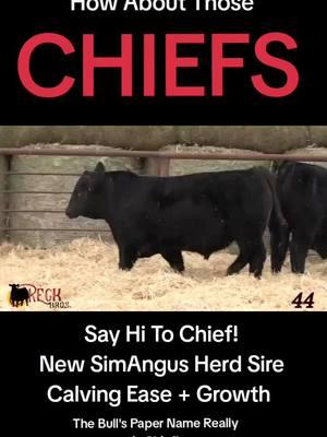 #missouri_misery_farmer #cheif #cheifskingdom #farmtok #cattle #cattleman #cowtok #bulltok #simangus #simmental #calvingease #growth #herdsire 