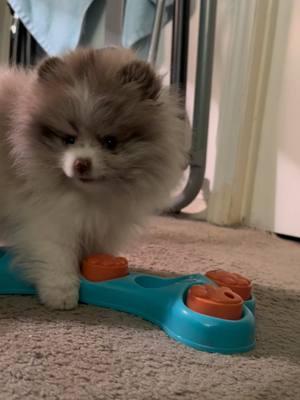 Guppy the 10 week old Pomeranian - training progress! #dogs #pomeranian #pomtok #pomeraniansoftiktok #pomeraniansoftiktok #akc #sportsdog #DogTraining #pomeranianpuppy #pomeranianakc #pomeraniantraining #pompup 