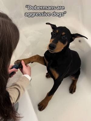 Bath time for all 3 babies after rolling in the dirt all day #fyp #foryoupage #foryoupage❤️❤️ #foryou #indiana #foryouu #dogs #foryour #dogsoftiktok #dogstandards #dobiesoftiktok #dobermans_of_tiktok #dobermanpinschers #doberman #bathtime 