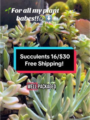 Only 33 in stock!! #PlantTok #plantdelivery #succulents #plantlover #plantlovers #TikTokShop #tiktokplants #tiktokmademebuyit #fyp #🌱🌱🌱 #fyp🌱 #gardening 