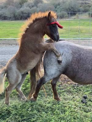 Ever try to put a devil costume on a shark? Hot Sauce played the part well! Miss my Mama Dixie, she was so patient with him 💕#paizleysponies #paintedponiesranch #farmlife #ranchlife #funnymoments #lol #bestof #animals #pets #PetsOfTikTok #animalsoftiktok #hilarious #cute #funnypet #😈 